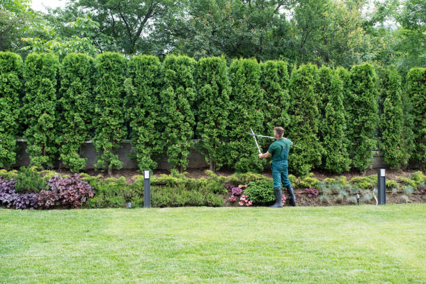 Professional Tree Care Services in Laurel Hill, VA