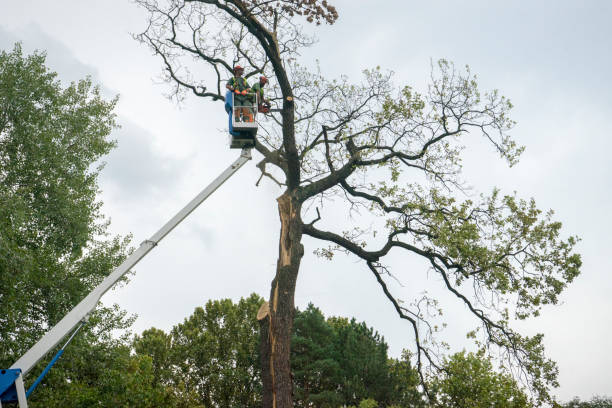 How Our Tree Care Process Works  in  Laurel Hill, VA